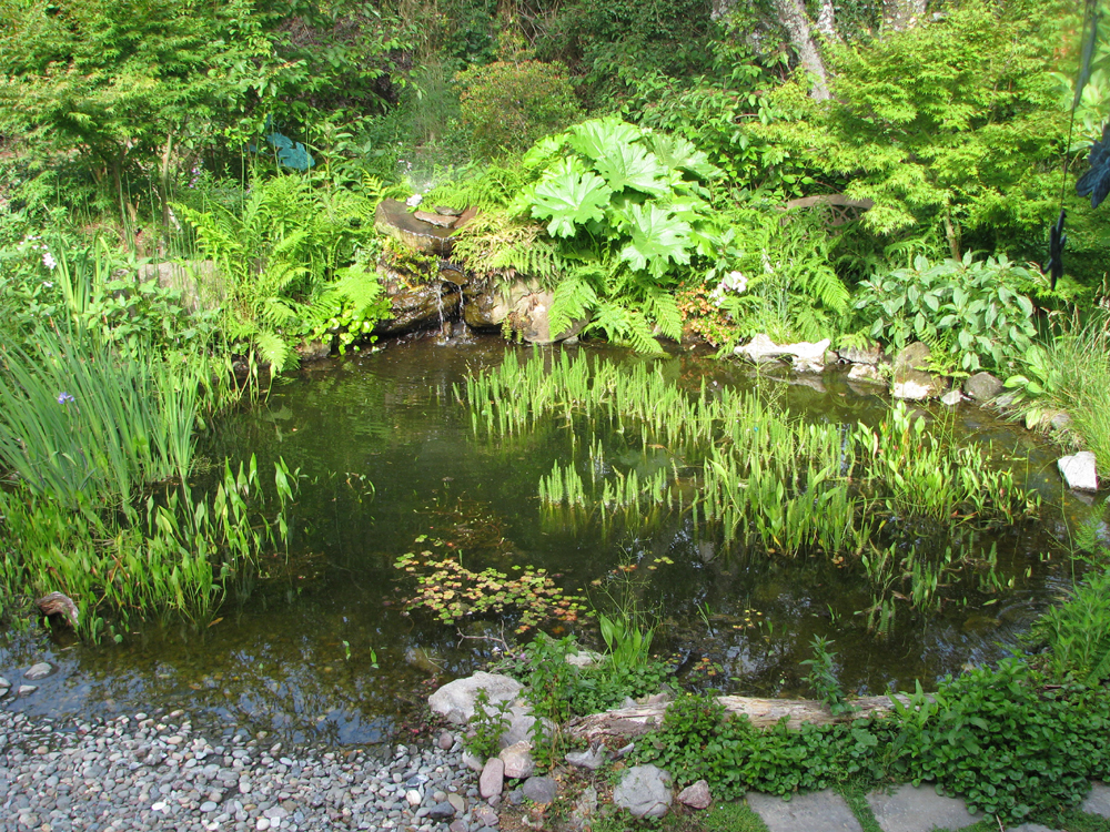 The pond in June